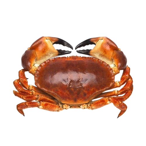 SAPATEIRA CONGELADA MAR-IBÉRICA 600/800