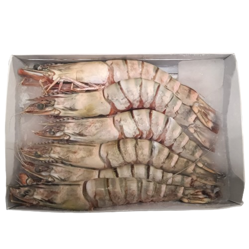 CAMARÃO BLACK TIGER 4/6 MAR IBÉRICA 750GR